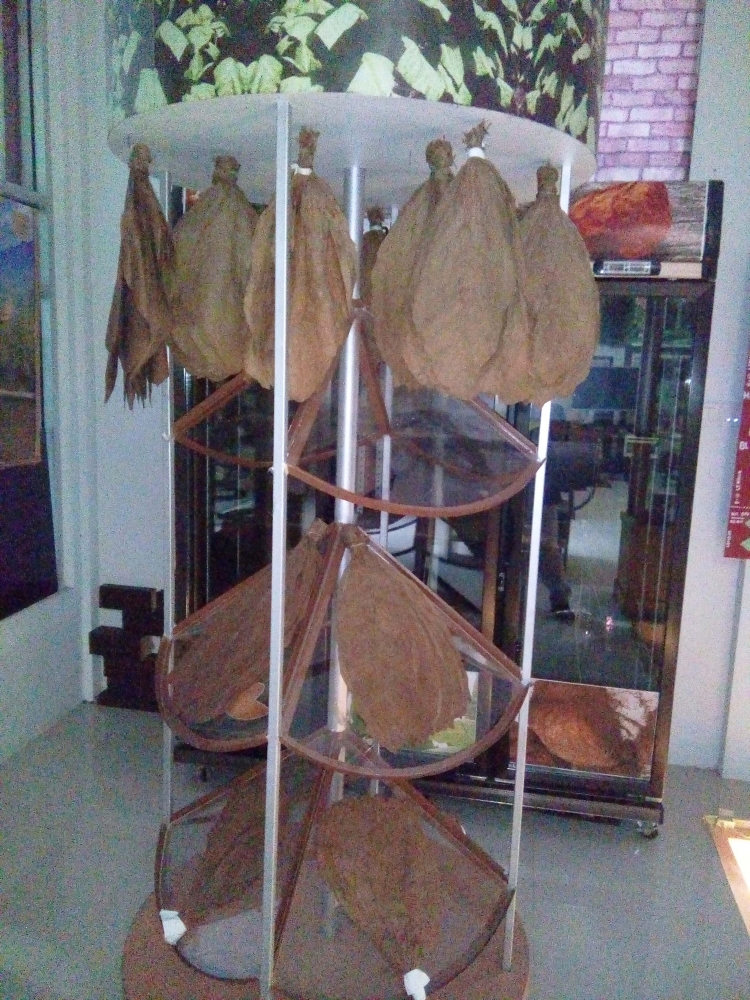 Daun tembakau berbagai macam jenis. doc Pribadi