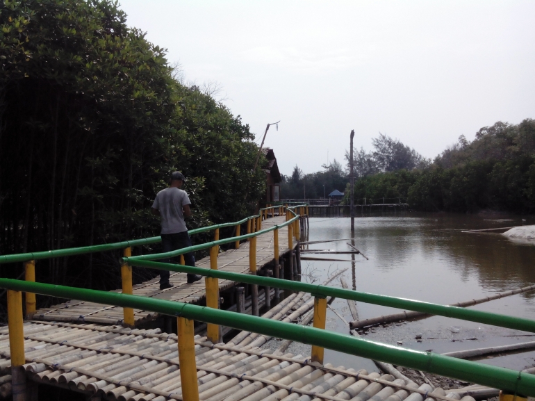 Jalan setapak menyusuri mangrove