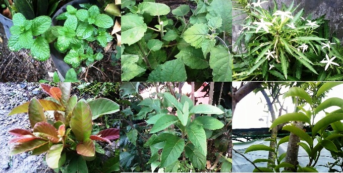 Gambar 1, Beberapa jenis tanaman obat di pekarangan rumahku (Doc. FMT)