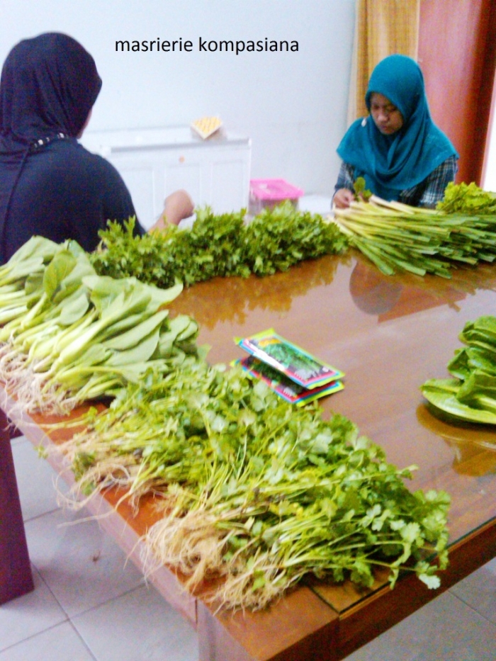 Cuci Mata dan Belajar Sehat di Kebun Sayuran Organik Cuci Mata dan Belajar Sehat di Kebun Sayuran Organik
