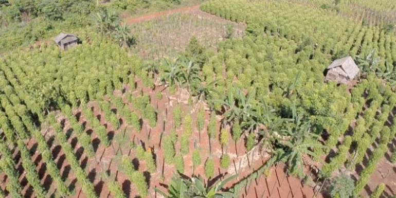 Ilustrasi: kebun lada nan subur, sumber pundi-pundi kemasyhuran masyarakat Sulawesi Selatan. (ARSIP KOMPAS TV)