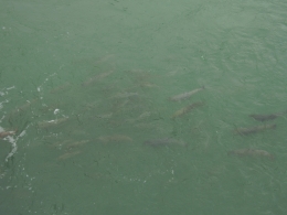 Sekelompok Salmon yang mengantri untuk menuju hulu sungai tempatnya lahir