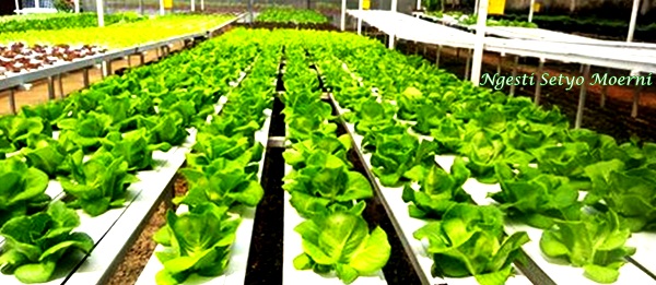 Ngintip Kebun Sayur  Hidroponik Milik Roni di Tangerang 