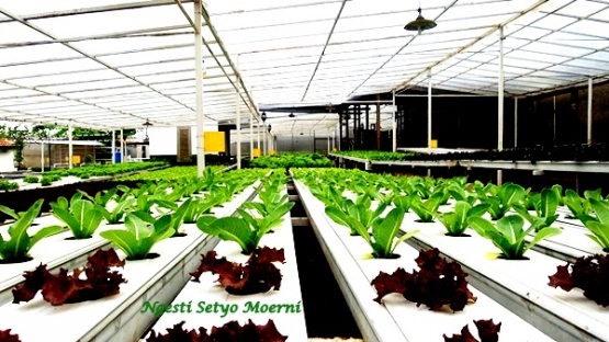 Ngintip Kebun Sayur Hidroponik Milik Roni di Tangerang Ngintip Kebun Sayur Hidroponik Milik Roni di Tangerang