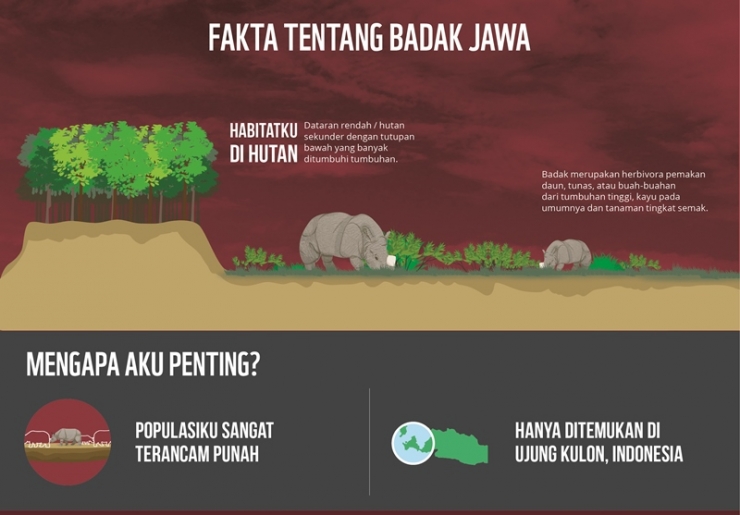 (Gambar Fakta tentang Badak Jawa: Infografis Badak WWF-Indonesia)