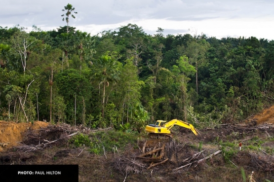 Ekspansi Perkebunan Kelapa Sawit di Kawasan Ekosistem Leuser (Sumber: Paul Hilton/RAN)