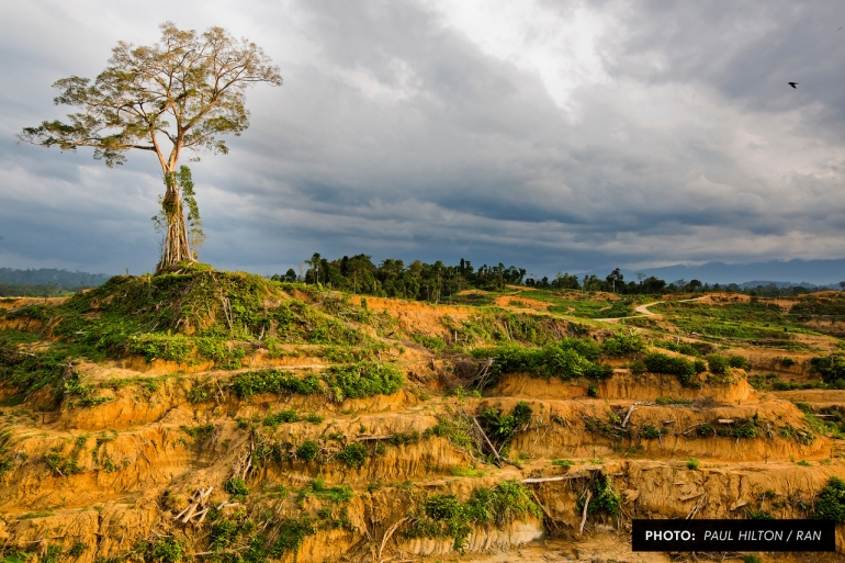 Pembukaan Hutan Untuk Areal Perkebunan Sawit di Kawasan Leuser (Sumber: Paul Hilton/RAN)