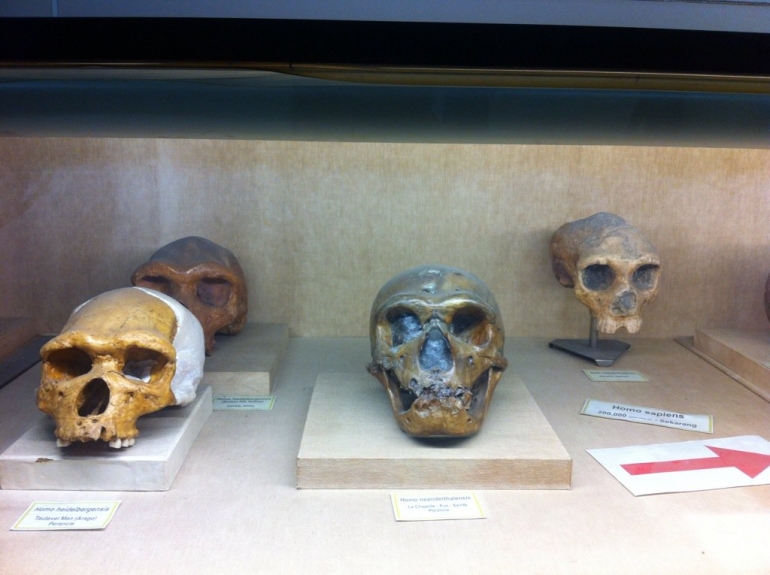 Koleksi fosil tengkorak manusia purba di Museum Geologi (Foto: Ardiansyah)