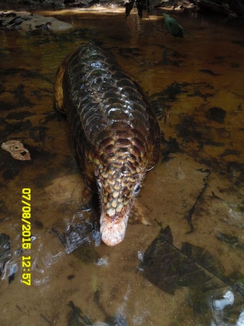 Si Manis javanica yang dijumpai di Bukit Tarak. Foto 4, dok. Wawan Pematang Gadung