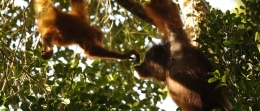 Induk dan Bayi Orangutan di Gunung Palung sedang bercengkrama. Foto dok. Tim Laman dan Yayasan Palung