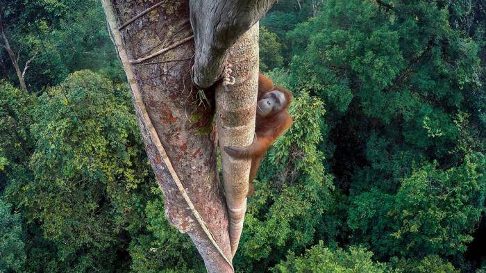 Orangutan yang memanjat pohon di hutan hujan Gunung Palung. Foto inilah yang menghantarkan Tim Laman sebagai pemenang dok. Tim Laman