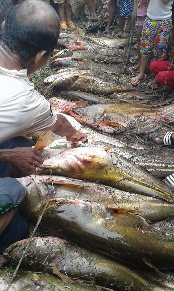 Ikan Tapah Raksasa Pembawa Berkah bagi Warga Desa Tebedak Ikan Tapah Raksasa Pembawa Berkah bagi Warga Desa Tebedak