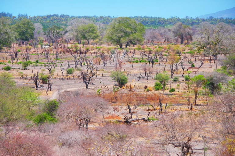 Disela-selan lahan yang tandus masih saja tumbuhan yang tetap menghijau. Sebuah lansekap di pulau Timor (dok.pri).