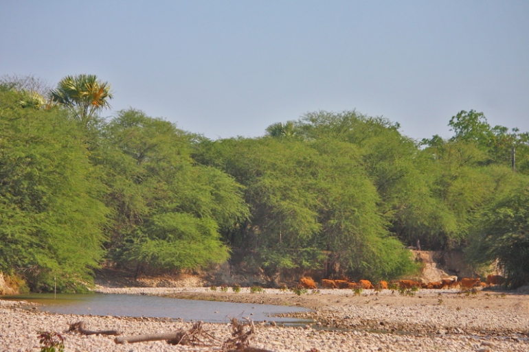 Pohon kabesak nampak menghijau, tetapi sayang hewan ternak enggan memakannya. Salah satu contoh tumbuhan invasif yang banyak tumbuh di pulau timor (dok.pri).