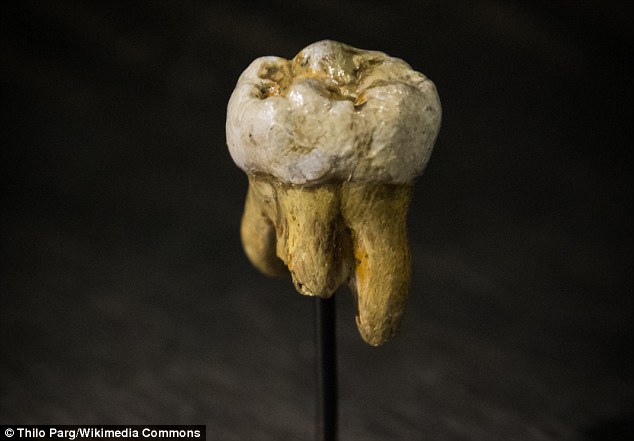 Gigi masunia purba Denisovan yang diperkirakan berusia 40.000 tahun. Photo: Thilo Parg