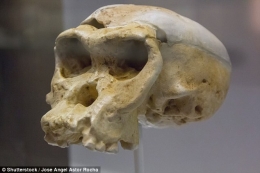 Tengkorak Neanderthal yang diperkirakan berusia 300.000 tahun. Sumber: Shutterstock