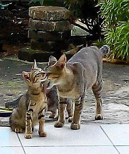 Merekam Aktivitas Kucing Kucing Yang Menggemaskan Halaman All Kompasiana Com