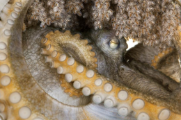 Seekor oktopus betina tengah menjaga dan merawat telur-telurnya|www.nationalgeographic.com