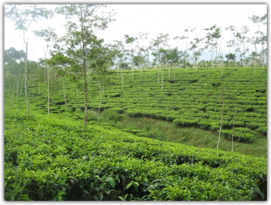Kebun Teh Tambi (sumber: foto pribadi)