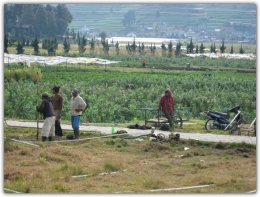 Petani kentang tenggelam dalam pekerjaannya (sumber: foto pribadi)