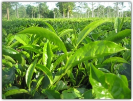 Daun-daun teh Tambi (sumber: foto pribadi)