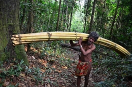 Masyarakat Adat, menggantungkan hidupnya kepada hasil hutan (sumber: reddplusid.org)