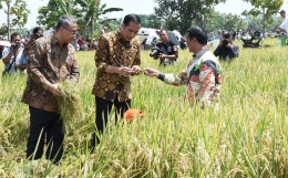 Presiden Jokowi meninjau panen padi di Desa Trayu, Kecamatan Banyudono, Kabupaten Boyolali, rangkain acara Hari Pangan Sedunia, Sabtu, 29 Oktober 2016 (Foto: Kantor Staf Presiden).