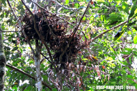 Sang Orangutan tipe E. Foto dok. BOSF 2015, Deny