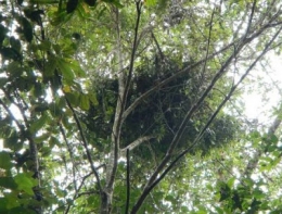 Sarang orangutan tipe B. Foto dok Aceh 88