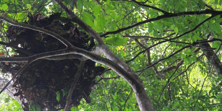 Sarang orangutan tipe D. Foto dok. Yohanes Kurnia Irawan, Travel KOMPAS