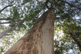 Pohon Jati di Alas Donoloyo tumbuh berabad-abad lalu.