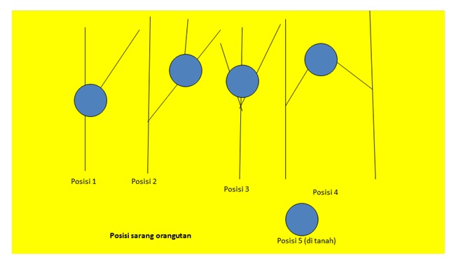 posisi sarang Orangutan. Foto dokumen, Prasetyo et al, 2009.