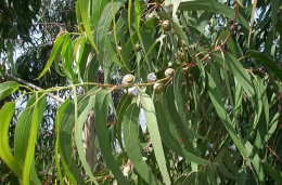 Eucalyptus Globulus sumber minyak kayu putih Ekaliptus Cap Lang (sumber : theida.com)