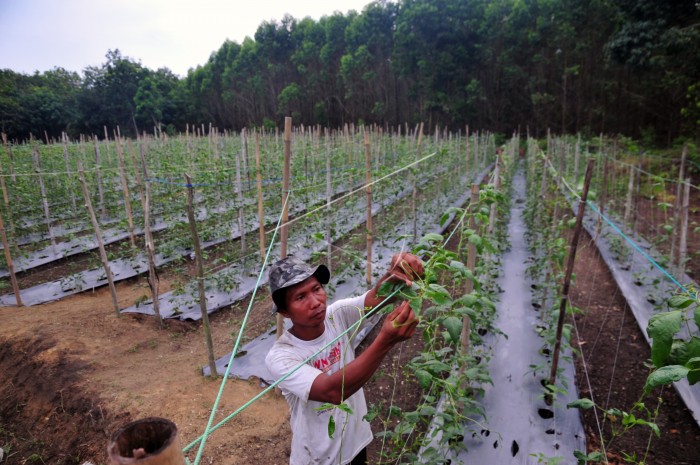 Suryono, sosok yang bertransformasi, dari pembalak liar menjadi petani peduli lingkungan (sumber: antarafoto.com)