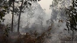 Kebakaran hutan telah menghilangkan ekositem hutan yang hidup di dalamnya (Sumber: Reuters)