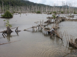 Luas Pulau Batam yang mencapai 41.500 hektare, hingga awal 2015 luasnya tinggal 1.743 hektare. Luas tersebut juga dipastikan terus menyusut hingga September 2015 pengaruh abrasi laut karena luas mangrove Batam turun drastis (Sumber: di sini) 