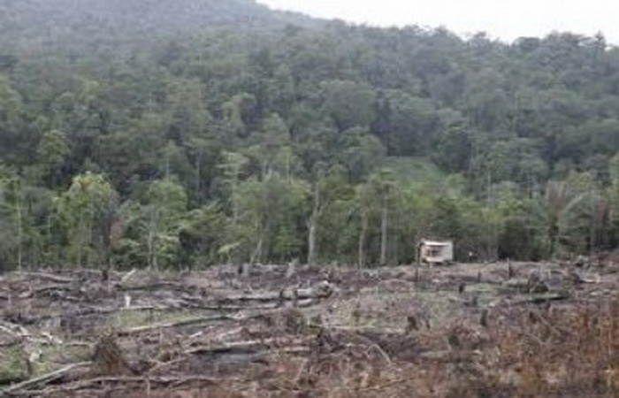 Tujuh puluh persen kerusakan hutan akibat tambang. Sumber: replubika.co.id
