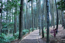 Salah satu sudut Hutan Pinus Mangunan (dok. pribadi)