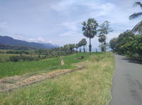 Pemandangan sawah nan indah di Desa Kezewea, Kec. Golewa Selatan, Ngada, Flores. Foto: Roman Rendusara