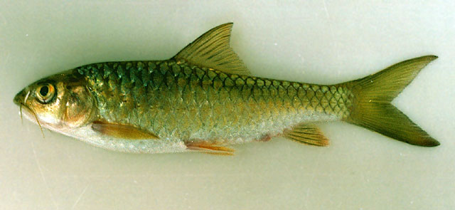 Ikan Batak asli, Neolissochilus thienemanni (fishbase.org)