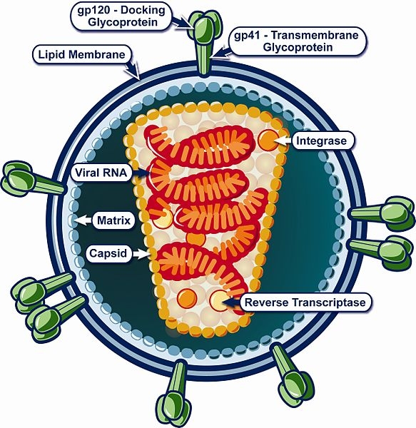 Struktur Virus HIV. Sumber: NIH