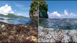 Coral bleaching melanda Great barrier reef. Photo: http: www.sciencemag.org