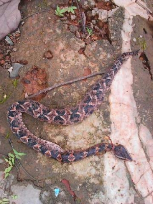 Chiroyli porno VK Psixo bilan jinsiy aloqa