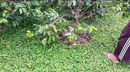 Pinto Rumput Ajaib Serbaguna oleh Fathan Muhammad Pinto Rumput Ajaib Serbaguna oleh Fathan Muhammad