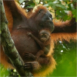 Orangutan dan bayinya di TNGP Foto dok. Yayasan Palung dan Tim Laman