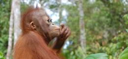 Orangutan. Sumber: orangutan.org