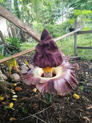 Foto bunga Amorphophallus paeoniifolius. Foto dok. Rudi Tabuti