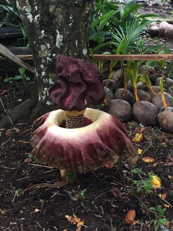 Foto bunga Amorphophallus paeoniifolius. Foto dok. Terri