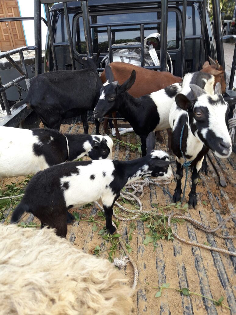 Barang bukti kambing yang dicuri (dok. Polres Rohil)