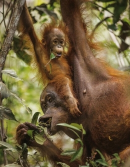 Induk Orangutan mengajari bayinya makan di hutan hujan Gunung Palung. Tim Laman